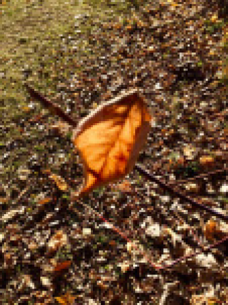 lone-leaf-abandonned